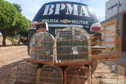 Polícia Militar resgata sete aves silvestres, que estavam sendo comercializadas ilegalmente, no Crato – Governo do Estado do Ceará