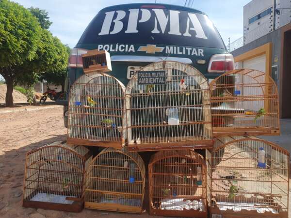 Polícia Militar resgata sete aves silvestres, que estavam sendo comercializadas ilegalmente, no Crato – Governo do Estado do Ceará